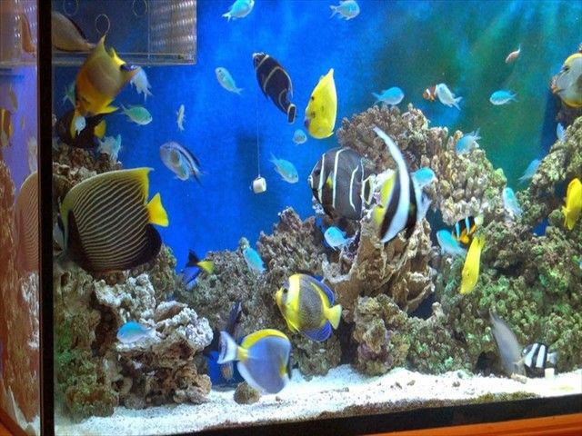 Gambar Ikan di Laut Hidup dari Jenis Konsumsi dan Ikan Hias