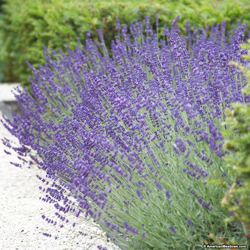 Flowers For Flower Lovers Heather Flowers Pictures Information