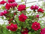  Bunga  Mawar  Merah Gambar  Bunga 