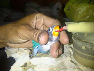 Burung Lovebird - Langkah - Langkah Dasar Pemeberian Makanan untuk Anakan Burung Lovebird (Hand Feeding) - Penangkaran Burung Lovebird