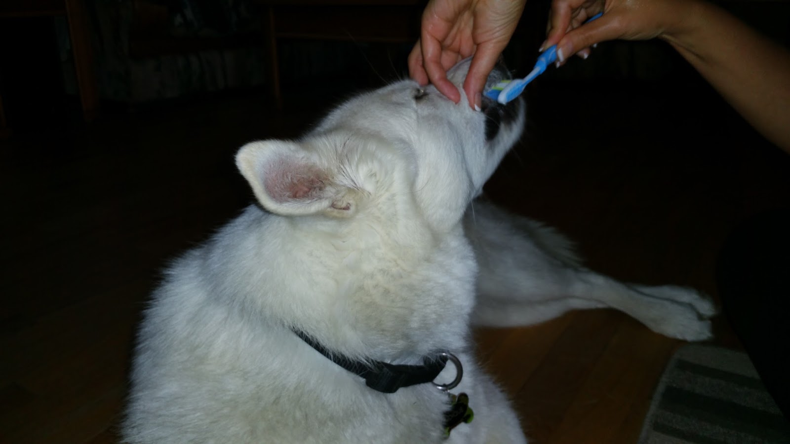 Tips for Dog Owners Do you brush your dog’s teeth?