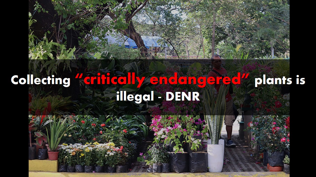 DENR warns collecting endangered plants ‘illegal’ to plant enthusiasts
