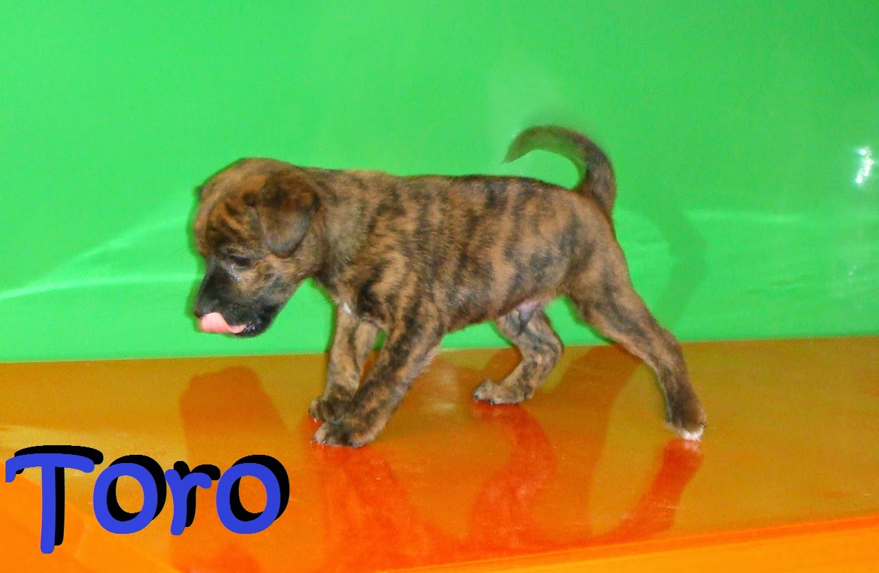 CACHORROS EN ADOPCIÓN - ADOPTAR UN CACHORRO: TORO: CACHORRO TALLA MINI ...