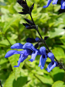 Blue Anise Sage Salvia guaranitica Black and Blue at the Toronto Botanical Garden by garden muses-not another Toronto gardening blog