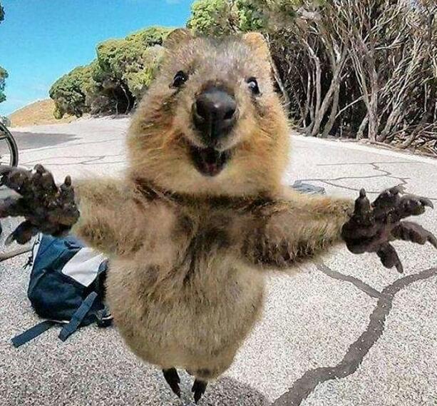 حيوان الكوكا