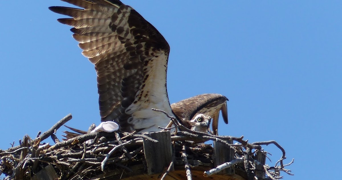 Land Cruising Adventure Heron Lake State Park New Mexico