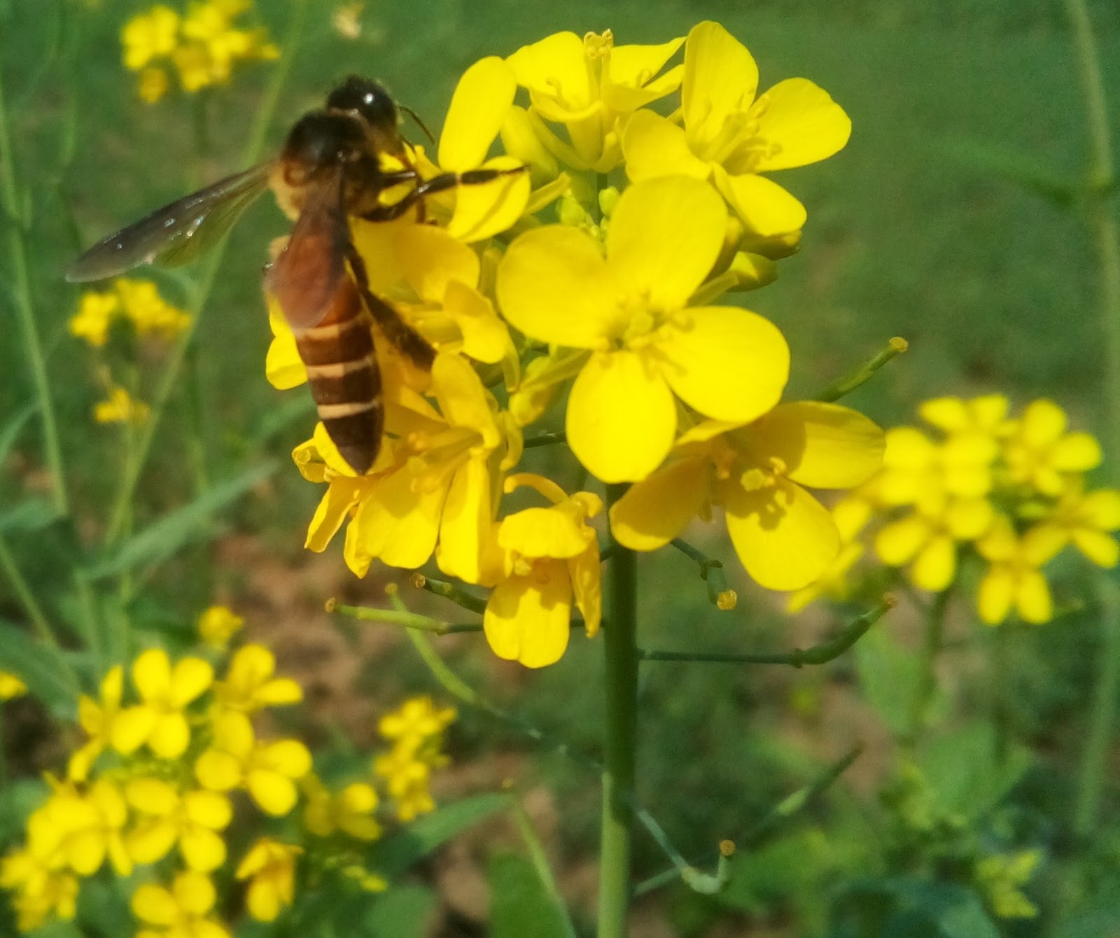 How the bee collects honey from flowers.