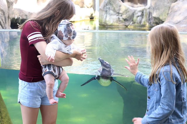 Penguins at The National Aviary