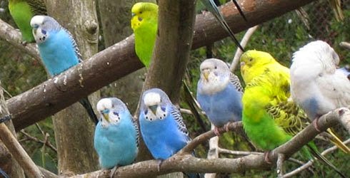 Aneka Macam Warna Burung Parkit Tips Petani