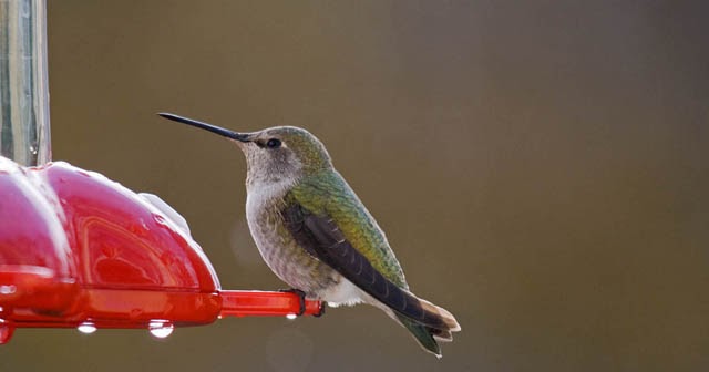 Are Hummingbird Feeders Bad For Hummingbirds What Birds Are In My Backyard