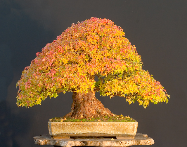 Panduan perawatan untuk pohon Bonsai Maple Trident Acer 