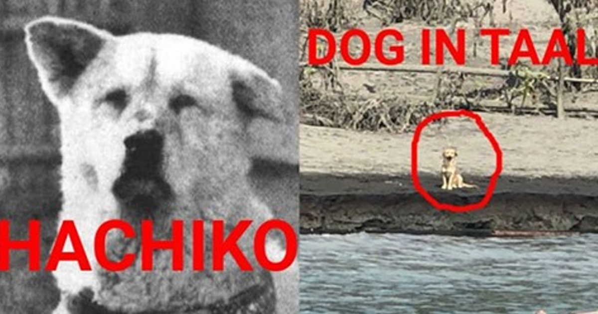 Just like Hachiko, dog left behind in Taal patiently waits for its master to return