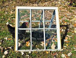 water freezing chickens winter keep solar keeping chicken waterer sunroom easy fresheggsdaily backyard laying round ways fresh coldest except challenge