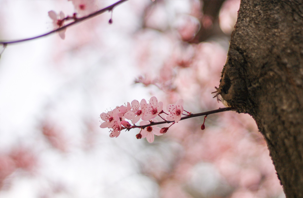 primavera zaragoza fotografía flores