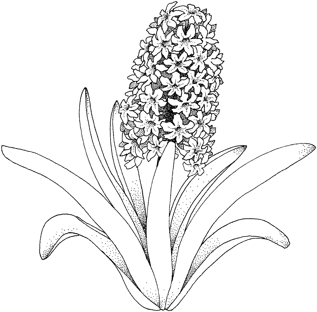 a flower coloring pages - photo #28