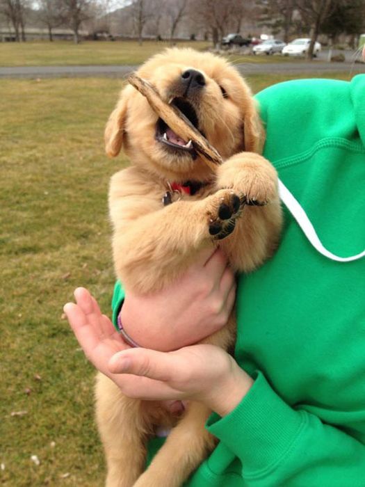 Amazing & Stunning Picture Gallery: FUNNY AND CUTE DOG PHOTOS