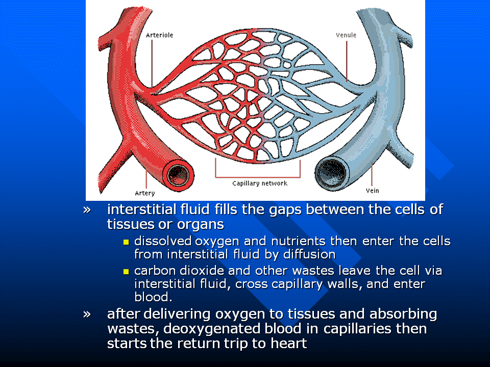 Miss Jeffrey's SBI3C: September 2012