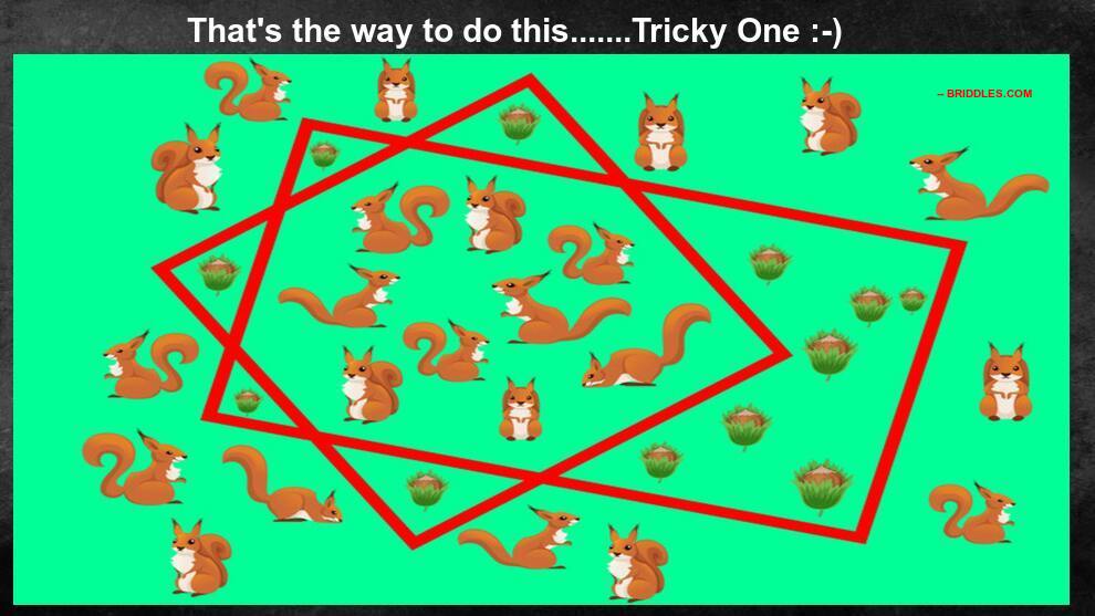 Pet s riddles игра. Squirrel Riddles. Pets Riddles Brain Puzzles 70 уровень прохождение.