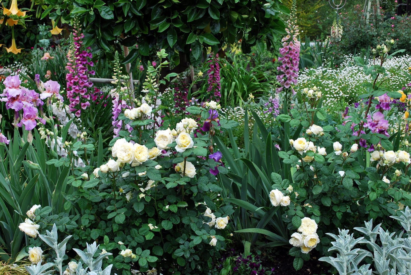 World of Irises OrchidColored Irises in My Garden