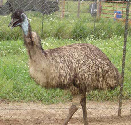 emu docile emus