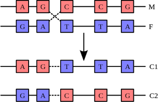 Rekombinasyon iki kromozomun (M ve F) kesilip birleştirilmesi ile iki yeni kromozomun (C1 ve C2) meydana gelmesidir.