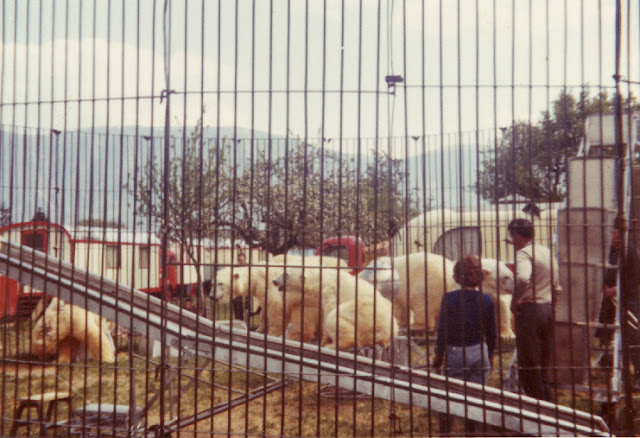 C'est a Geneve aux Palettes sur la propriété de la famille Bichon que Elianne Knie à répéter avec les ours blanc de Willy Hagenbeck