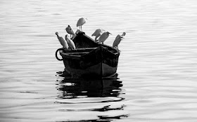 arabian sea, birds, black and white, black and white weekend, boat, egrets, india, monochrome monday, mumbai, worli, 