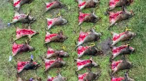 Eine China-Nahrungskrise – gefährlicher als der Handelskrieg? Das Afrikanische Schweine-Fieber (ASF) Eine China-Nahrungskrise – gefährlicher als der Handelskrieg? Das Afrikanische Schweine-Fieber (ASF)