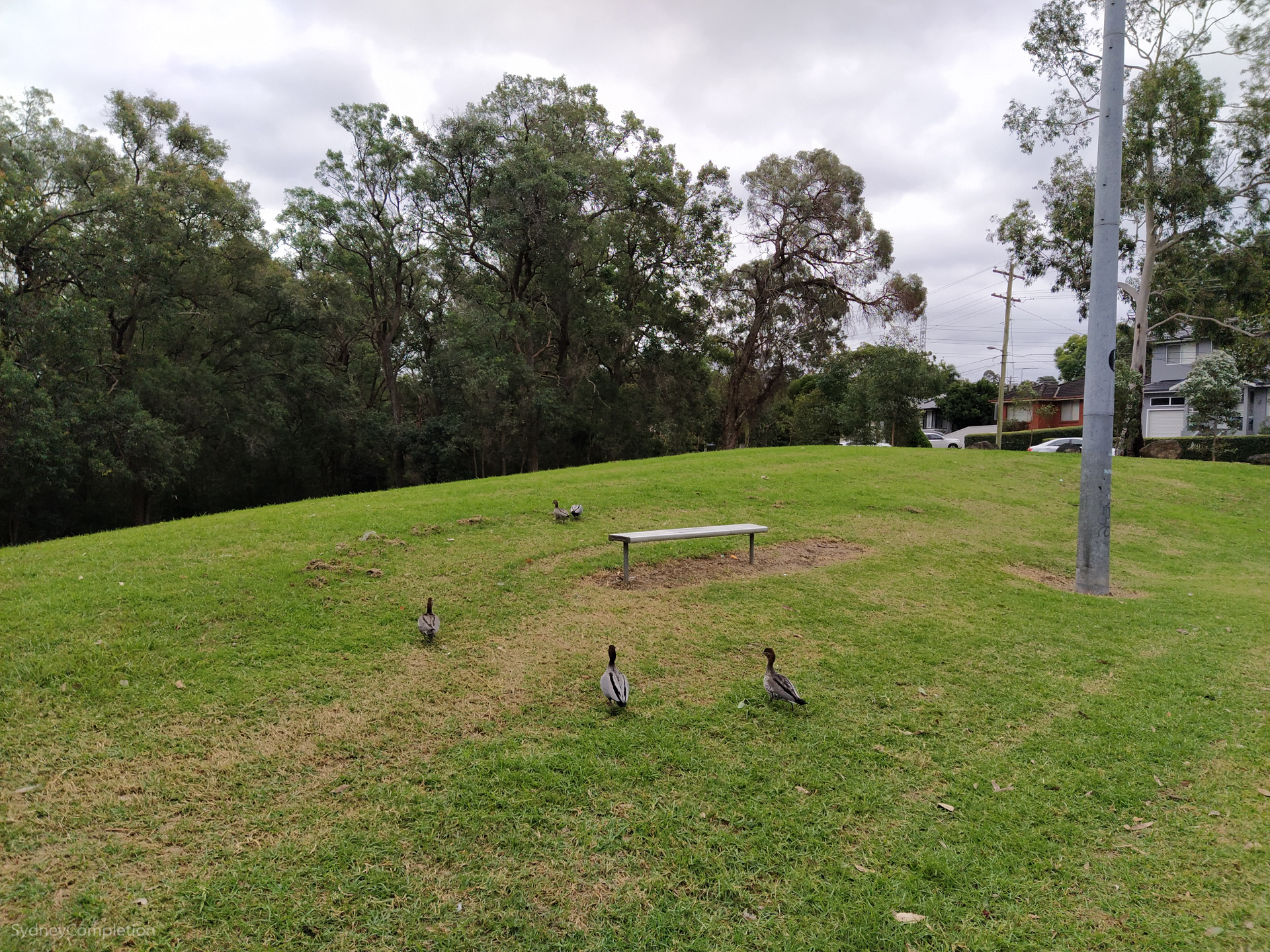 Is This The Hills Winston Hills Completing Sydney