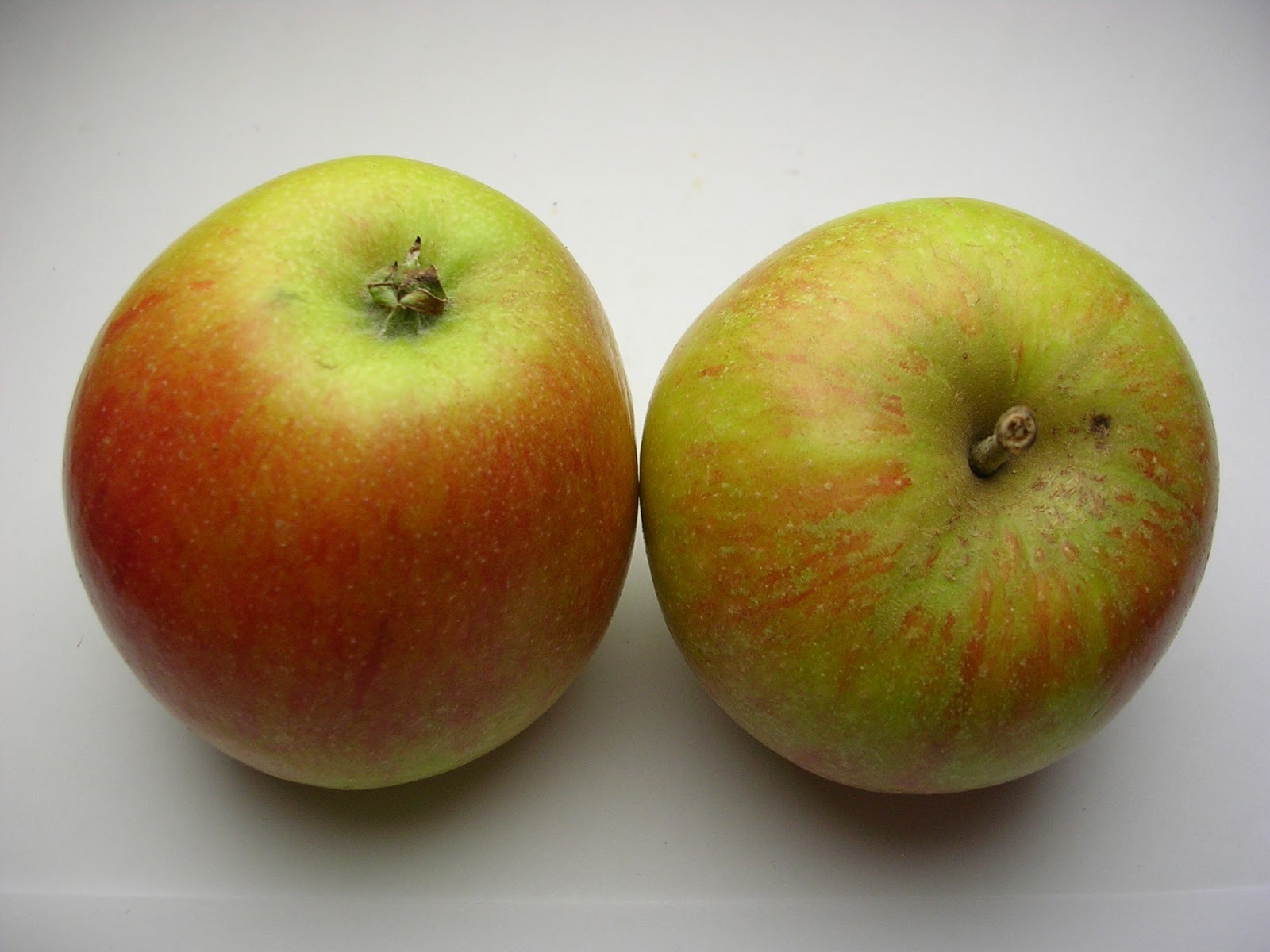 Bilder-Bibliothek: Äpfel aus Deuschland - Cox orange, Boskoop, Gala