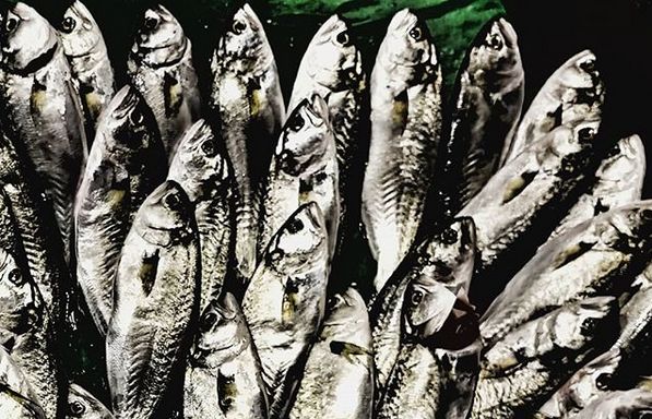 Puslu Pusula Istanbul Da Balik Vakti