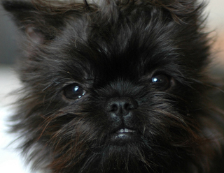 Affenpinscher