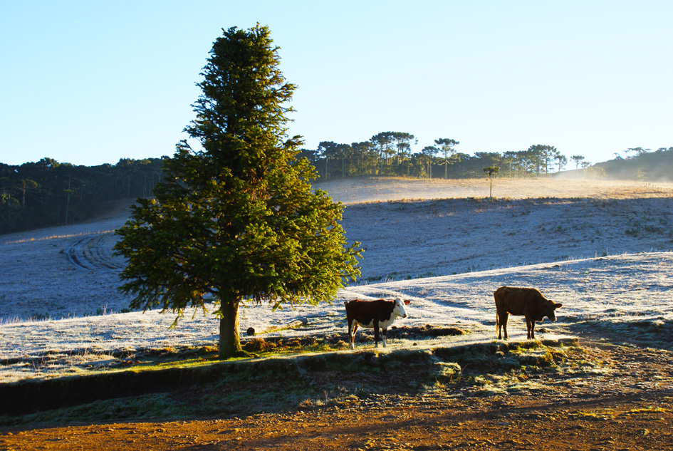In Vino Viajas : São José dos Ausentes: frio do brabo, comida da boa