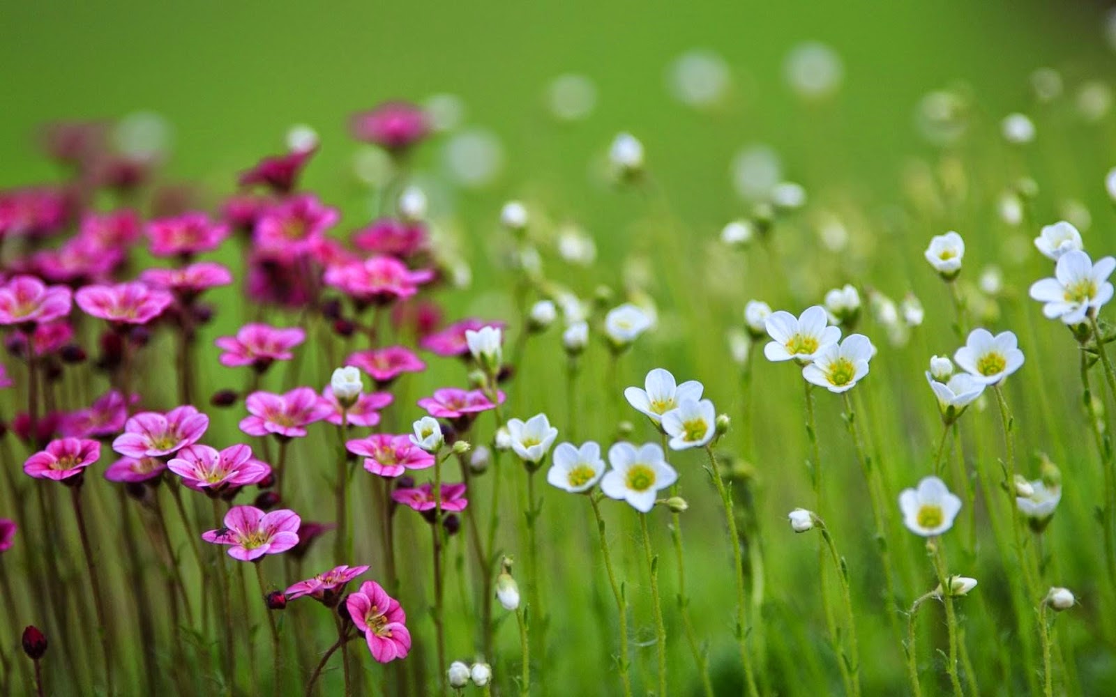Ene helft witte bloemen; andere helft paarse Wallpaper met paarse en witte bloemen
