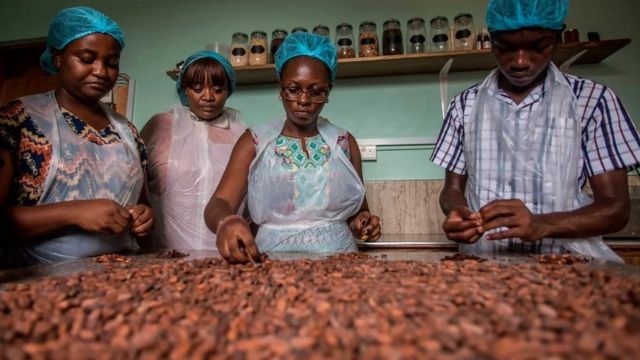 La côte d'ivoire veut produire de l'électricité grâce au cacao