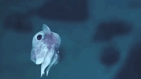 #2 Baby Dumbo Octopus - 10 Rare Animal Babies You’ve Probably Never Seen Before #2 Baby Dumbo Octopus - 10 Rare Animal Babies You’ve Probably Never Seen Before