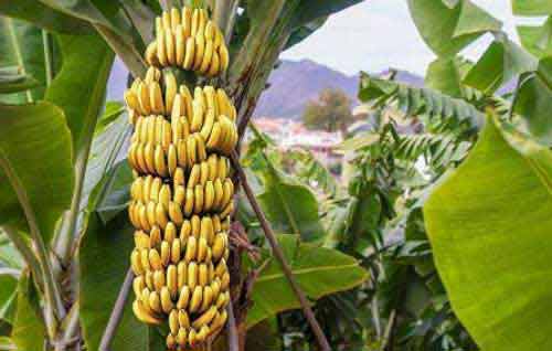 Importance Of Banana And Plantain Plant In Hindu Pujas And Worship