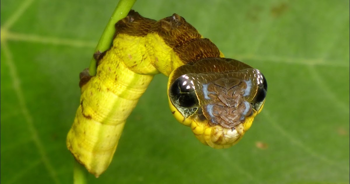 Prehistoric Beast of the Week Prehistoric Dinosaur Mimics