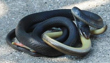 7 Hewan Yang Paling Ditakuti oleh Ular (Musuh Ular) ~ Asyik Seru