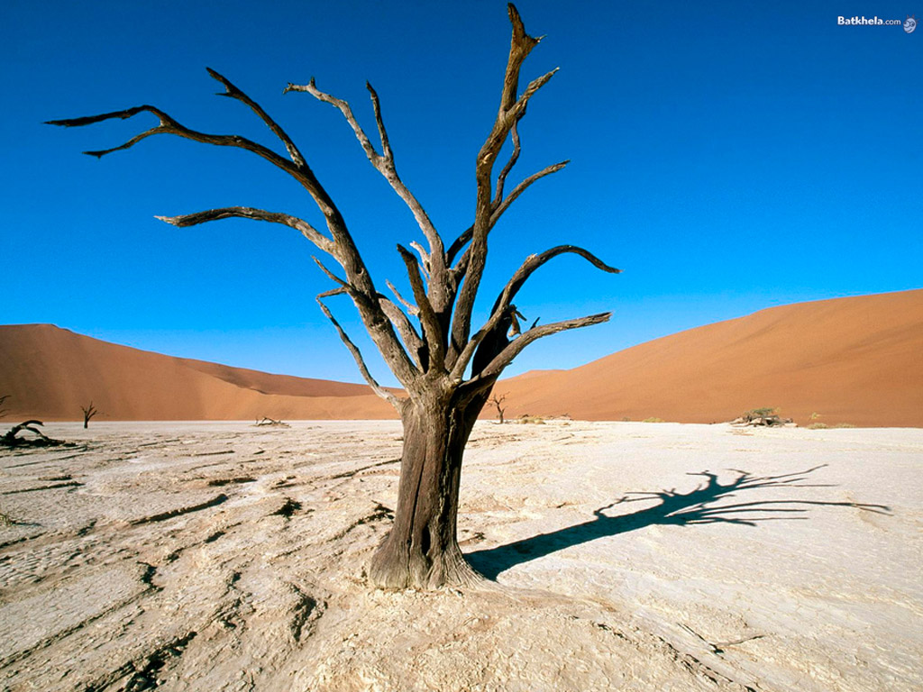 Free Wallpaper: Dead Trees in Desert Wallpaper