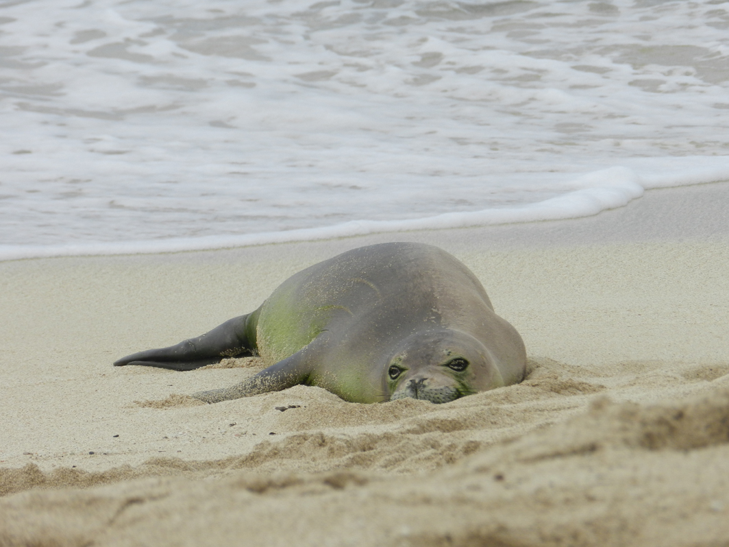 52111 DB Dailies (Late Entry)