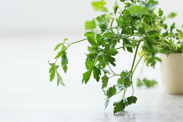 Healthy Herbs & Fitness- Top 5 Herbs With Their Ultimate Benefit