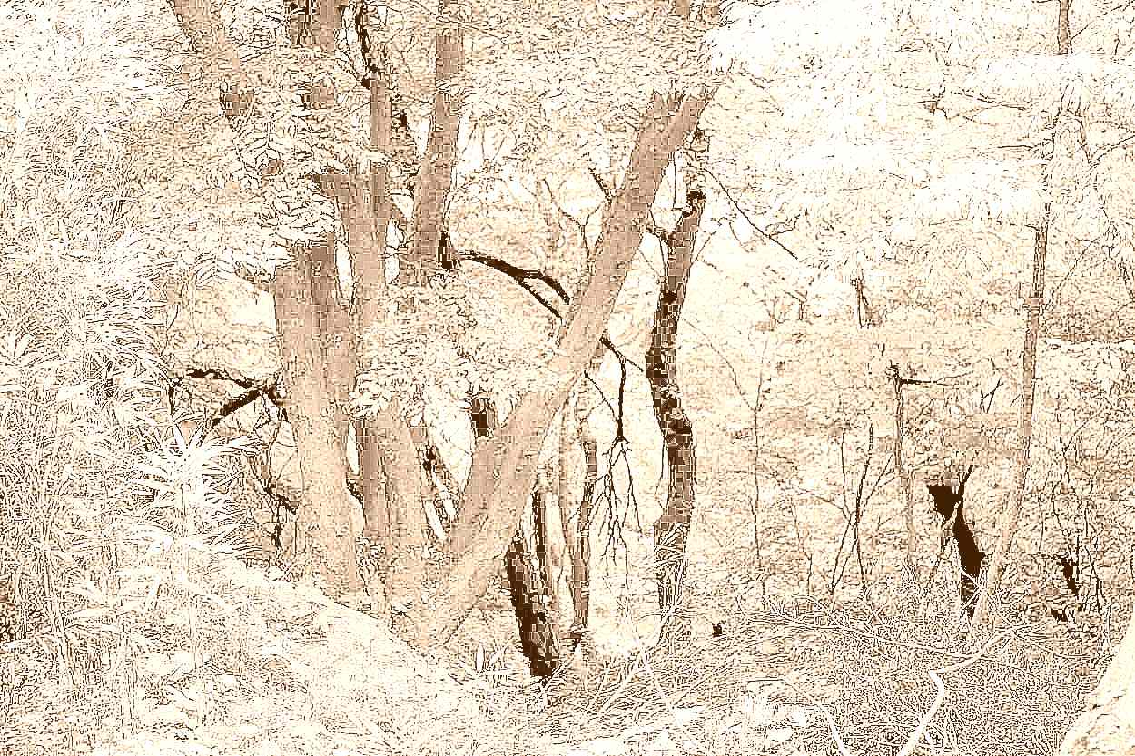 예산 덕숭산 수덕사