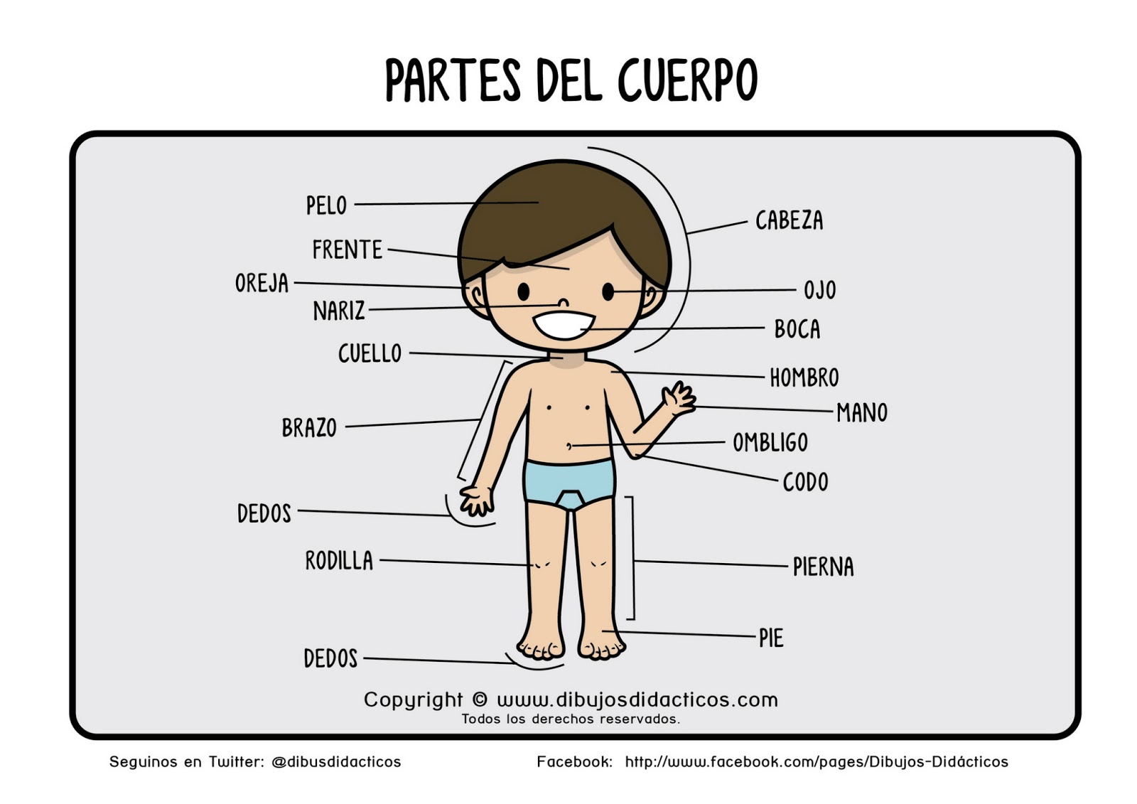 verbos irregulares el cuerpo humano sus partes y funciones