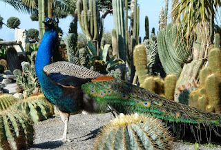 pavone giardini Ravino