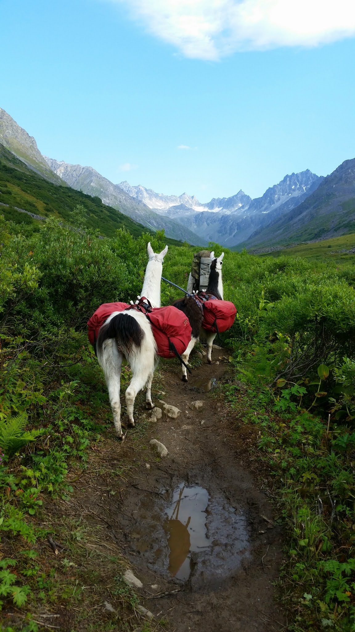 Gold Mint Trail Hatcher's Pass