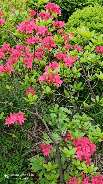 Azalie i rododendrony - inspiracje, zdjęcia
