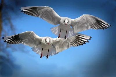 videos kaaba birds