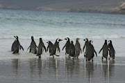 Laguna Melincué, espejo de agua de . Publicado por: Hugo Rep on lunes, . islas malvinas pinguinos