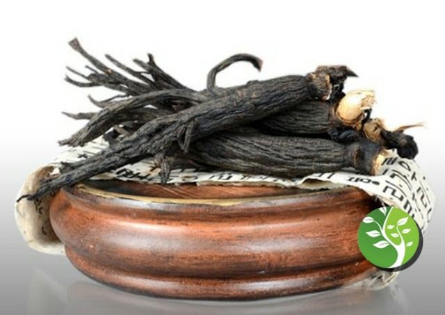 Beba más té de ginseng negro para prevenir la diabetes